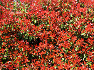 Background red foliage of photinia bush. New leaves grow red then turn green over time 