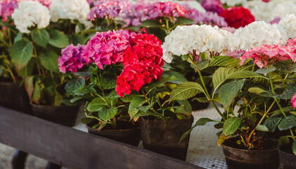 Variety of hydrangea or Hydrangea macrophylla potted at garden shop in spring for sale.