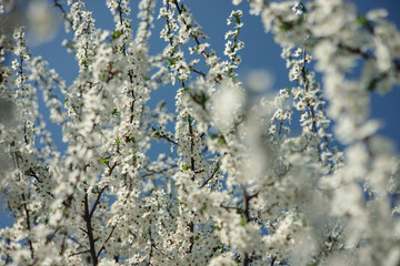 Low angle of blooming tree with white flowers growing in spring garden on sunny day 