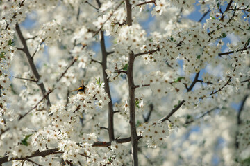 Bumblebee collecting nectar on flower of blooming tree in spring garden  