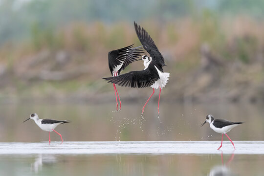 The breeding season, black winged stilt fighting (Himantopus himantopus)