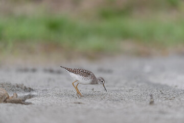 At hunt in the mud, the wood sandpiper (Tringa glareola)