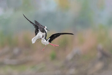 Battle in the skies, black winged stilt fighting (Himantopus himantopus)