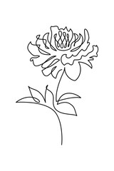 Peony flower in continuous line art drawing style. Black linear sketch isolated on white background. Vector illustration