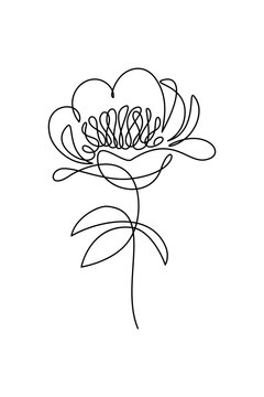 Peony flower in continuous line art drawing style. Black linear sketch isolated on white background. Vector illustration
