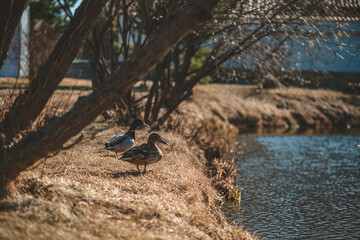 Ducks walk along the shore of the pond in early spring