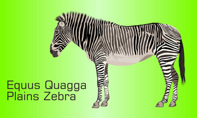 Fototapeta na wymiar The Plains zebra - Illustration, Zebra On abstract Background