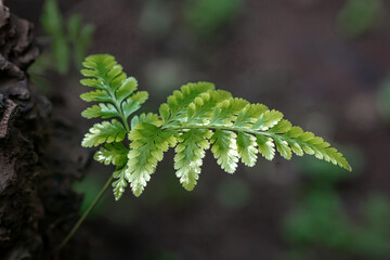 Fern plants growing on pine tree trunks, photographed during the day using the eye level angle technique