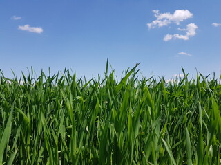 Leaves of young organic green wheat sway in the wind against a blue sky with white clouds