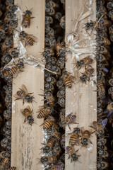 Apis andreniformis Insect a collection of honey bees that breed in a village in the Jogjakarta area