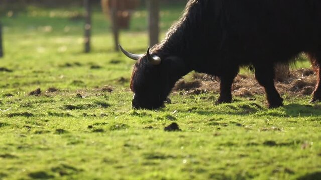 Highland cattle eating some fresh green grass
