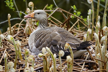 Greylag Goose broods on a perennial of newly sprouting young Osmunda regalis plants.
