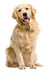 golden retriever dog  on transparent - obrazy, fototapety, plakaty
