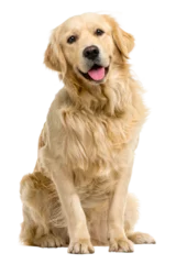 Foto op Plexiglas golden retriever dog  on transparent © gilles lougassi