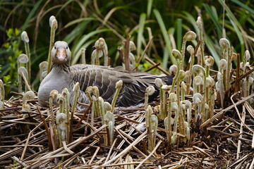 Greylag Goose broods on a perennial of newly sprouting young Osmunda regalis plants.