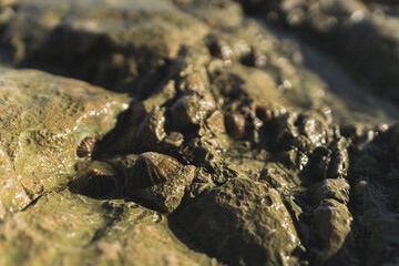 close-up shot of rock formation and dark-colored limpet snails on it, Flamborough Head, Yorkshire, England. High quality photo