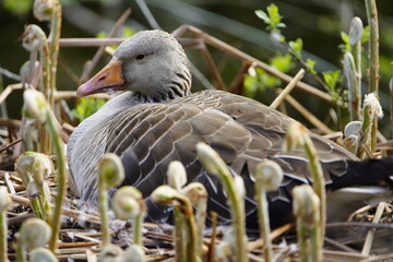 Greylag Goose broods on a perennial of newly sprouting young Osmunda regalis plants.