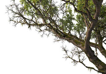Foreground branches of a big tree on transparent background