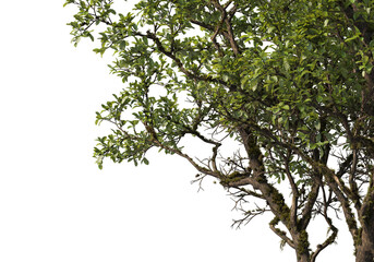 Foreground branches of a big tree on transparent background