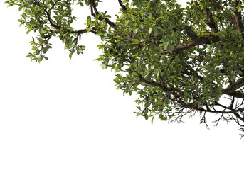 Foreground branches of a big tree on transparent background