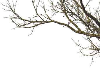 Foreground branches of a big tree on transparent background