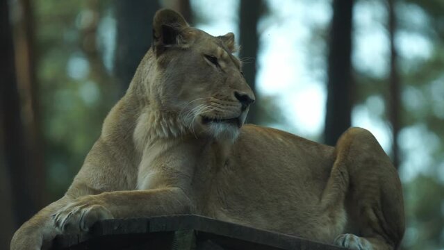 Female lion laying on a wooden pedestal in the shade and relaxing