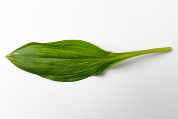 Siberian Onion on a white background