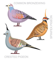 Cute Bird Crested Pigeon Bronzewing Set Cartoon Vector
