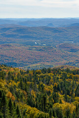 Maples in Canada (Autumn season)