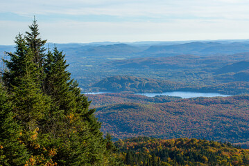 Maples in Canada (Autumn season)