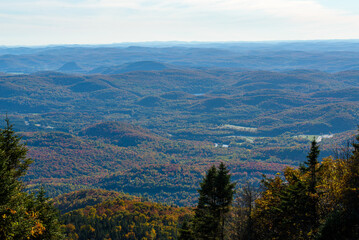 Maples in Canada (Autumn season)