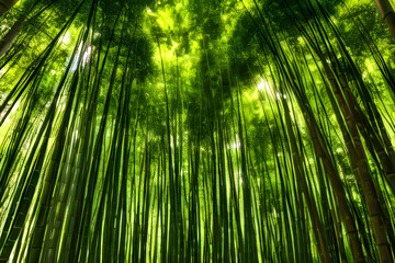 Fototapeta premium 竹林