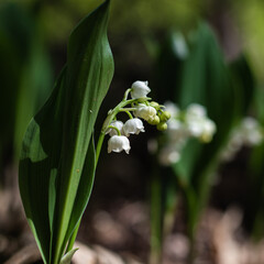 lily of the valley