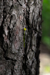 flower on a bark of a tree