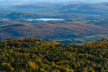 Fototapeta na wymiar Maples in Canada (Autumn season)
