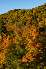 Maples in Canada (Autumn season)