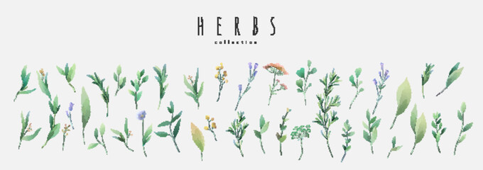 Vector watercolor herbs and spices set. Vintage trendy botanical elements. Hand drawn line leaves branches and blooming. Vector trendy