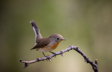 Red-breasted Flycatcher on the branch tree animalportrait.