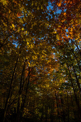 Maples in Canada (Autumn season)