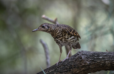 White's Thrush (Zoothera aurea) in the forest animal portrait.