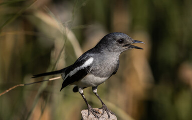 Oriental magpie robin standing on a branch close up shot.