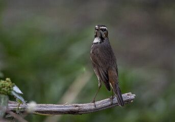 Bluethroat female on a branch close up shot.