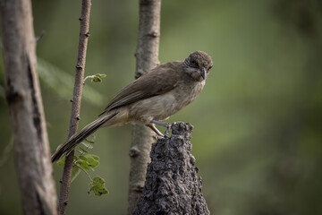Streak-eared Bulbul standing on a branch animal portrait.