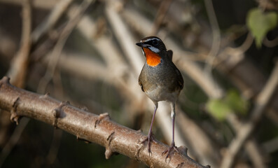 Siberian Rubythroat, Red-necked Nightingale on a branch ( Animal portrait )