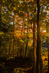 Maples in Canada (Autumn season)
