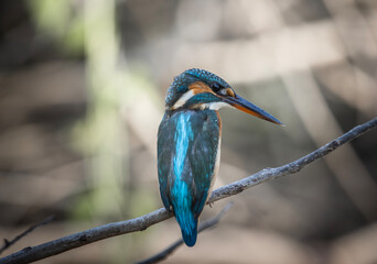 Common Kingfisher on the branch tree animal portrait.