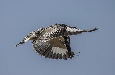 Pied Kingfisher spreading wings flying in the sky.