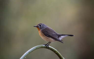 Red-breasted Flycatcher on the branch tree animalportrait.