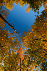 Maples in Canada (Autumn season)