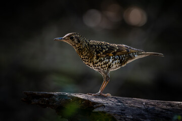 Fototapeta premium White's Thrush (Zoothera aurea) in the forest animal portrait.